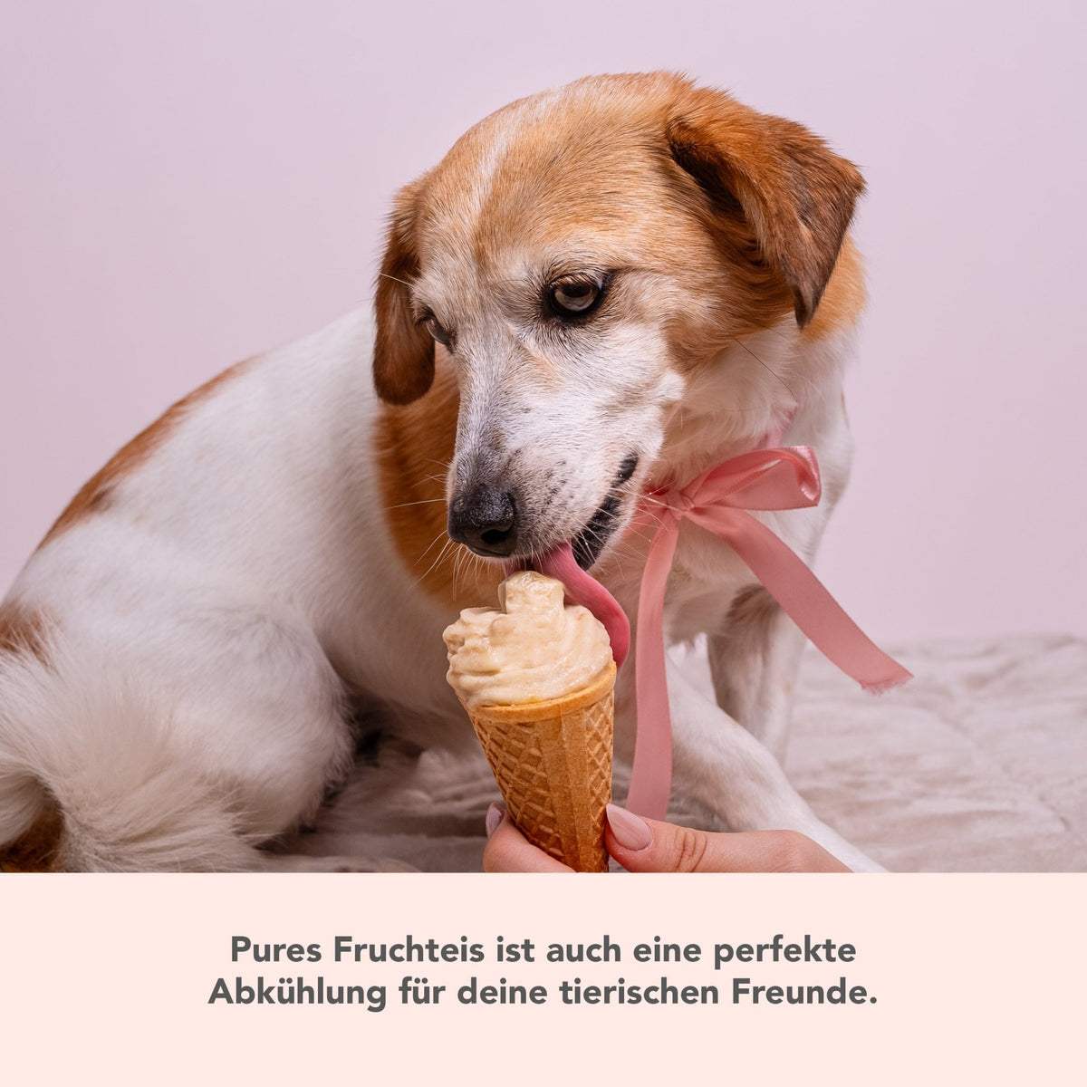 Softeis - Aufsatz für WunderCentix® - Wundermix GmbH